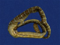 藏品(闊帶青斑海蛇)的圖片